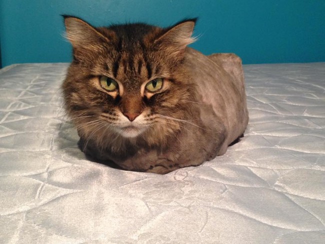 A cat loaf